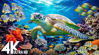 [NEW] 3HR Stunning 4K Underwater footage -Rare & Colorful Sea Life Video - Relaxing Sleep Music #17 by Dream Soul 2,473 views 4 weeks ago 3 hours, 55 minutes