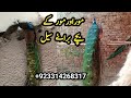 peacock for sale | mor ke bachhe | peacock hatching eggs | green java breeder peacock