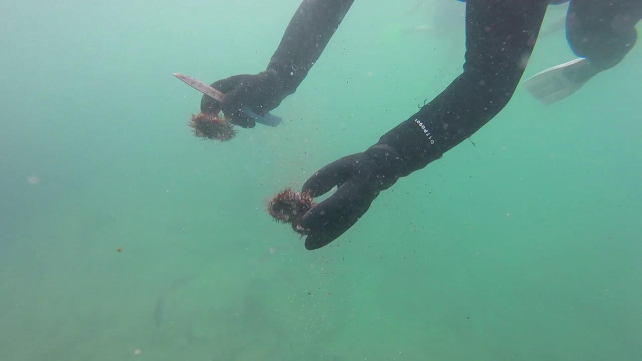 Snorkelling at The Bay of Islands
