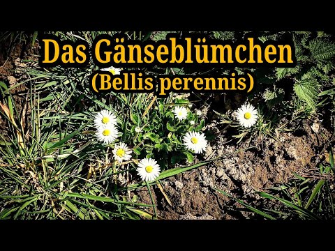 Video: Wie wachsen Gänseblümchen?