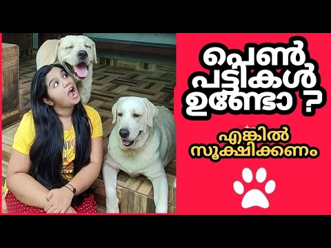 പെൺ പട്ടികളെ സൂക്ഷിക്കുക | HOW TO CARE FEMALE DOGS DURING HEAT | Dog Heat Malayalam | Pet Videos