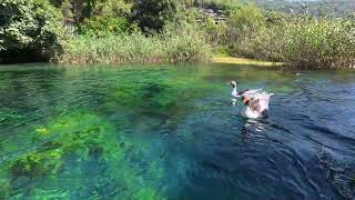 Mugla - Azmak Nehri - Ordekler Ve Berrak Su 4K Video