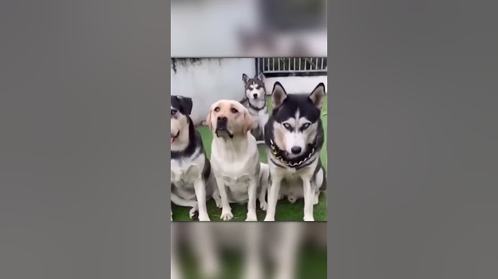Quando una mamma Labrador e un papà Husky hanno dei cuccioli