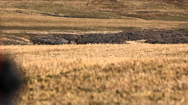 Where in the World is Colorado Buck  - Montana Mule Deer with Mossback Guides and Outfitters