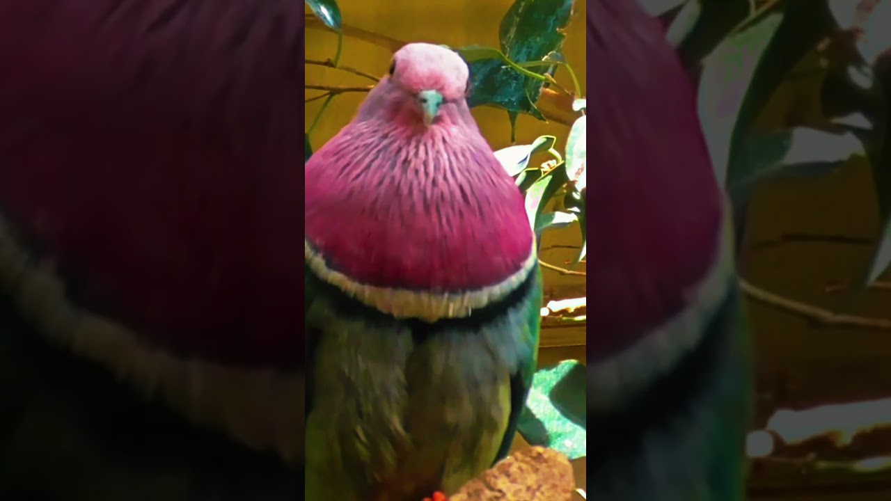 Фруктовый голубь / fruit dove