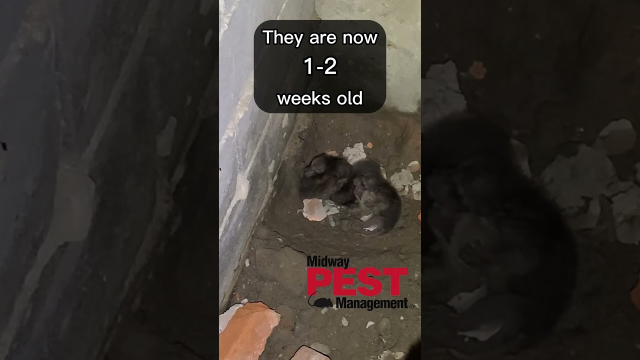 Raccoon Removal In Kansas City 