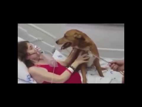 Touching moment dog visits terminally ill owner in hospital