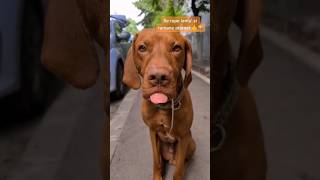 Cainele Cu Accesorii Fake