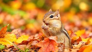 4 Hours of Autumn Forest: Curious Chipmunks, Birds, Squirrels & Calming Sounds (Relaxation & Cat TV)