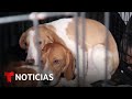 Rescatan beagles de un laboratorio y viajan a Nueva York para buscar un hogar | Noticias Telemundo