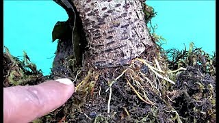 Bonsai Lesson/Propagating by Air Layering Technique/With Update/Part -1 Bonsai Lesson/Propagating by Air Layering Technique/With Update/Part -1