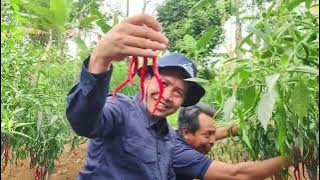 Neno Tavi IPB's Curly Chili: Chatting with Kang Nanang, a Millennial Farmer from Puraseda, Leuwil...