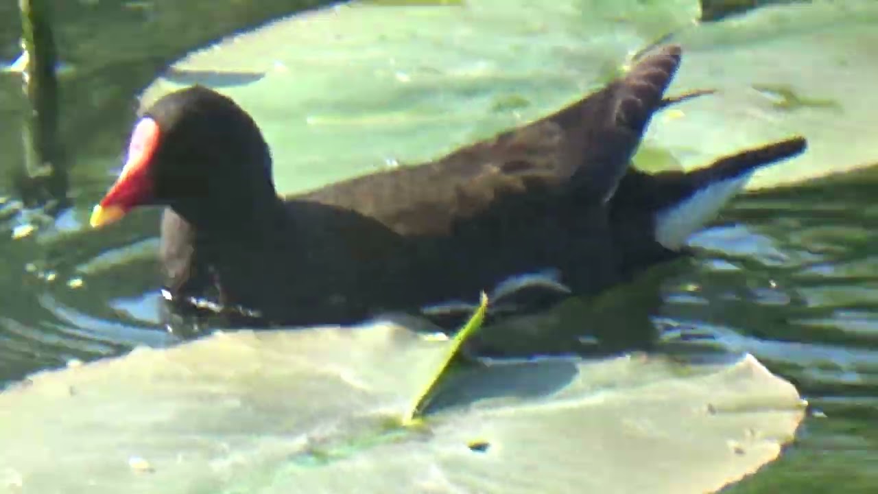 Moorhen Swimming In The Sunshine