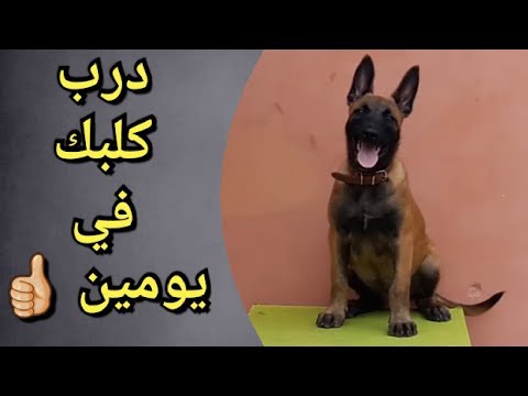 فيديو: كيفية تعليم الكلب أن يعطي مخلبه