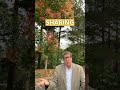 We talk about how as we get older, we may feel a bit like a tree losing its leaves. #lifetransition