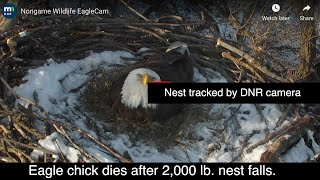 Eagle Chick Dies After 2,000 Lb. Nest Falls