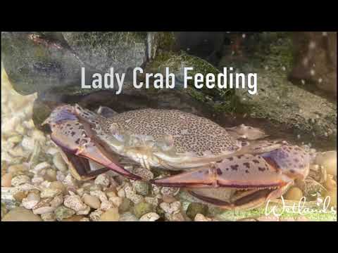 AF: Lady Crab