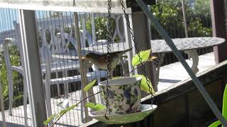 Tauhou, wax eye, white eye or silver eye.Zosterops lateralis