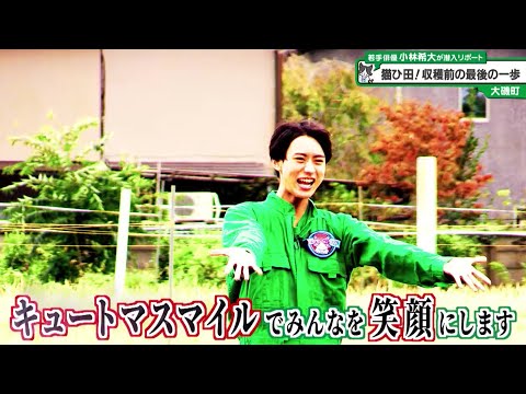 猫のひたいほどワイド 小林希大 うちわ レア 猫のひたいほどワイド #1143 潜入リポート・小林希大「今年も猫