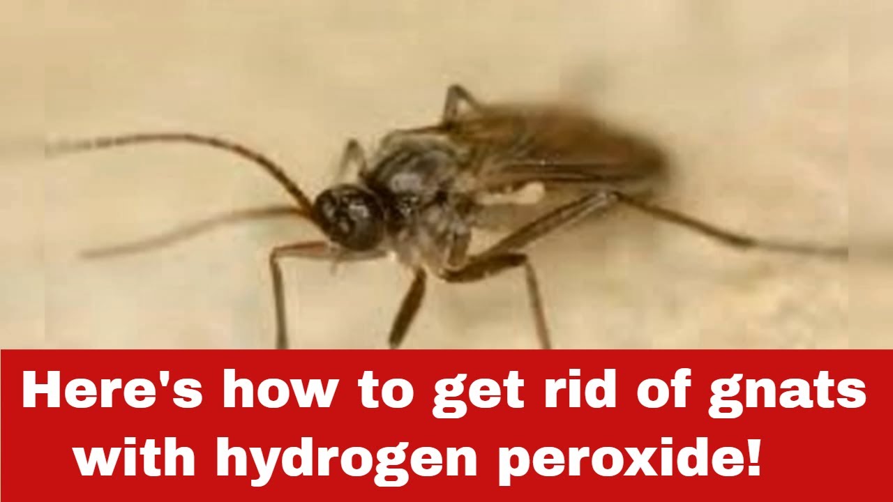 How To Get Rid Of Gnats With Hydrogen Peroxide In Simple Steps YouTube How to get rid of gnats with hydrogen peroxide in simple steps youtube