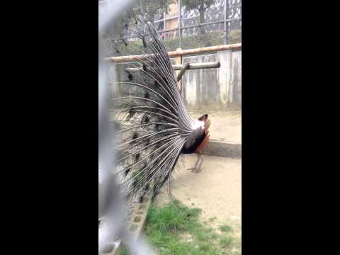 Video: Munakoisoastiat. Peacock Tail Alkupala