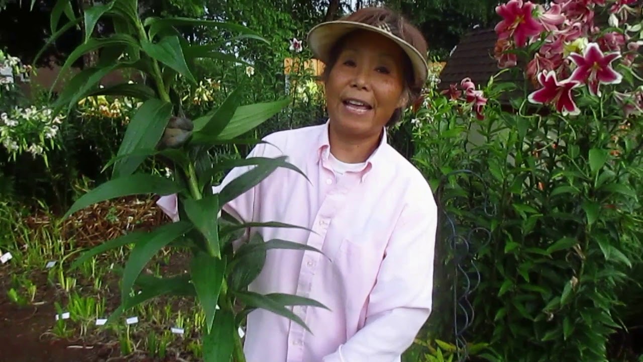 blueberry plants Top Hat Blueberry | #3 Container / QTY of 12 | | each | | Ships in