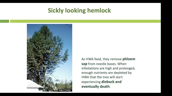 Hemlock Woolly Adelgid: Everything You Need to Kno...