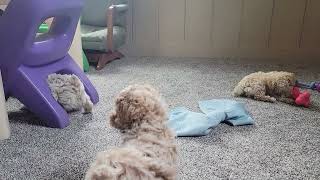 Funny Mini Poodle Puppies Playing, Cute!