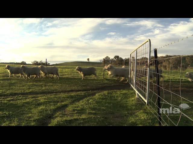 Outline Video Rotations to increase stocking rate