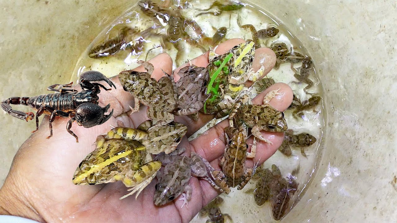 CATCHING A FUNNY FROGS WITH NIGHT MAN AND MAKE OF YOU WANT TO LAUGHT EP13 