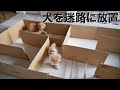 犬を迷路に閉じ込めたらヤバい行動に出始めた…