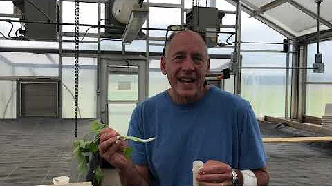 Coating to Enhance Sweet Potato Planting Mechaniza...