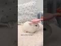 Rescuing a rabbit from the muddy mire.#shorts #rabbit #cute #rescue