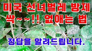 미국 선녀벌레 방제 : 싹~~! 없애는 정답을 알려드립니다.