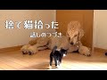 【捨て猫のクロ】前回、家の前に倒れていた子猫を保護した続きです🐈