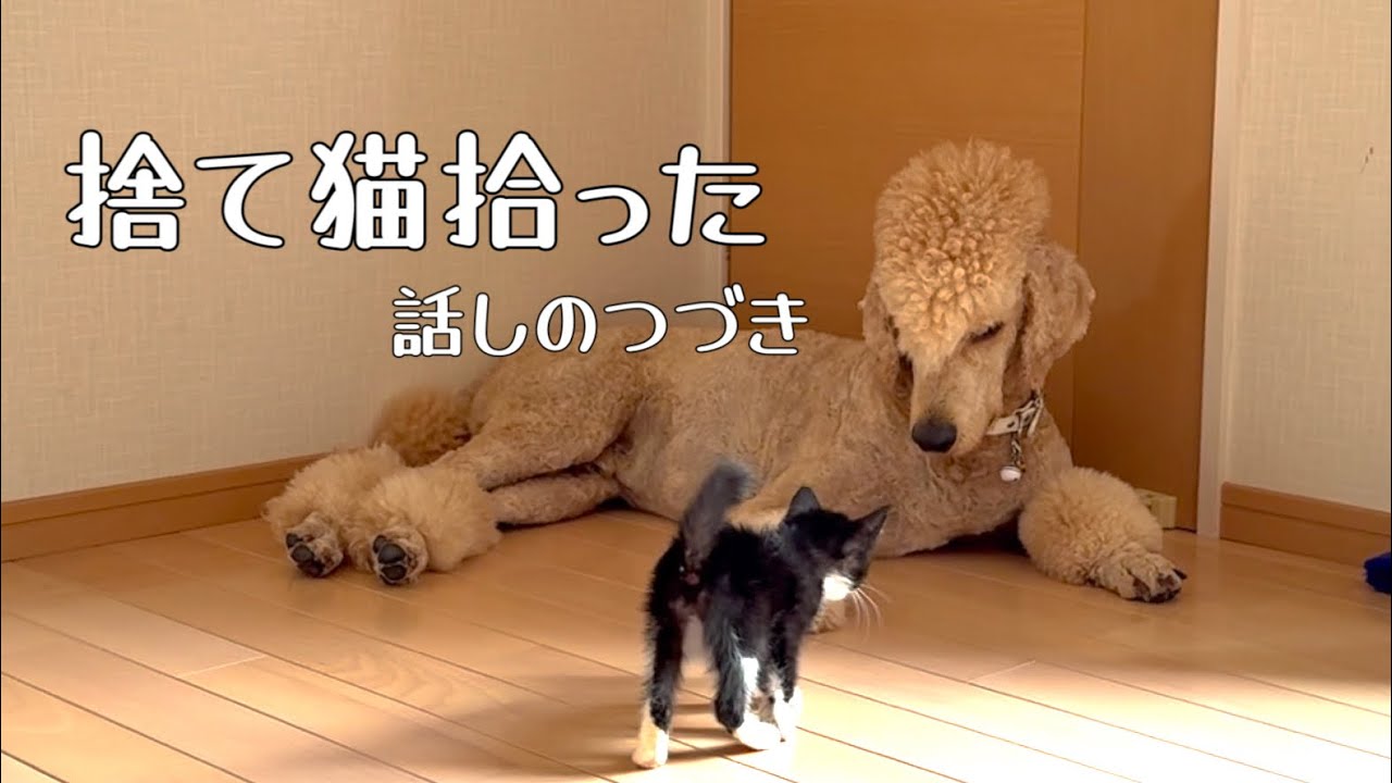 【捨て猫のクロ】前回、家の前に倒れていた子猫を保護した続きです🐈