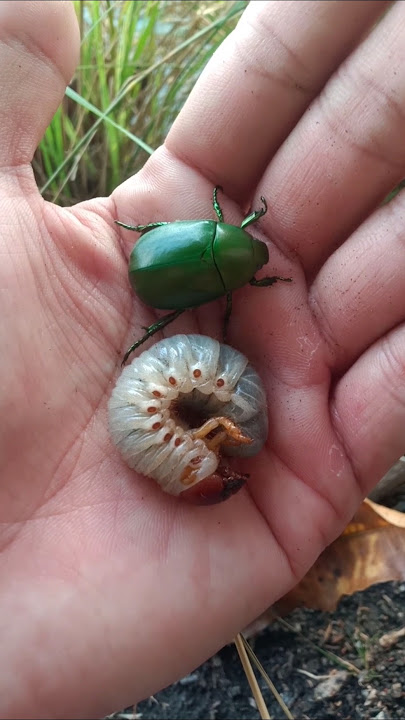 animals from Asia #animals #nature #insects #beetle #shorts