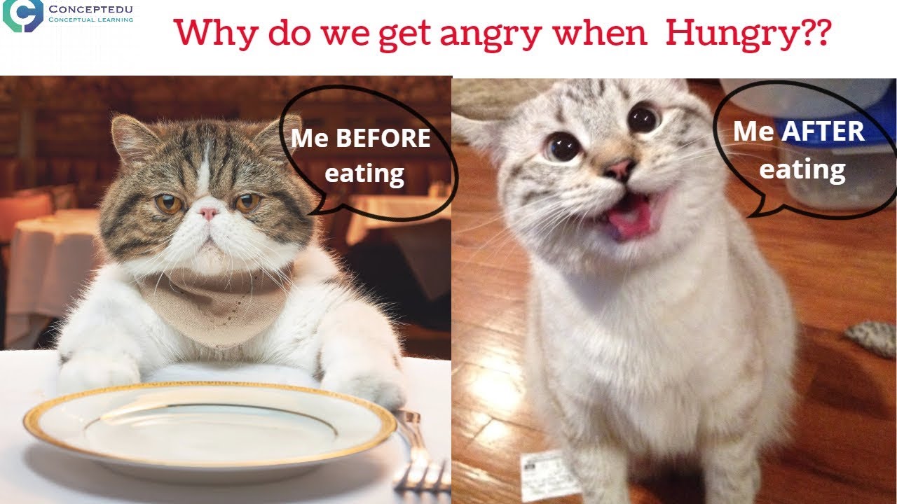 WHY DO WE GET ANGRY WHEN HUNGRY?|| CONCEPTEDU || CONCEPTUAL LEARNING ...
