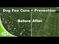 How To Prevent and Cure Dog Urine Spots In Lawns | Brown Spots