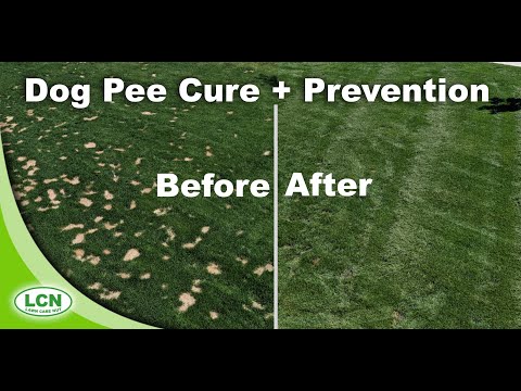 How To Prevent and Cure Dog Urine Spots In Lawns | Brown Spots