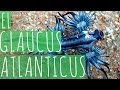 Glaucus atlanticus  dragn azul  mukimu