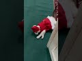 ðŸˆ