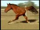 Retarded Running Horse (Original)