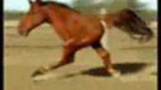 Retarded Running Horse (Original)