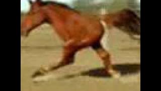 Retarded Running Horse (Original)