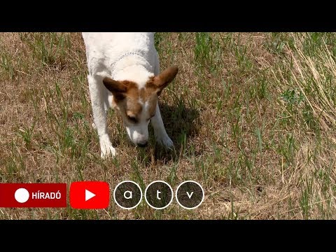 Videó: Kutyák és Mérgező Algák Virágzik: Figyelmeztetés Kisállat-szülők Számára
