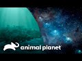 Elevaciones rocosas bajo el agua | Desvendando os Oceanos com Jeremy Wade | Animal Planet