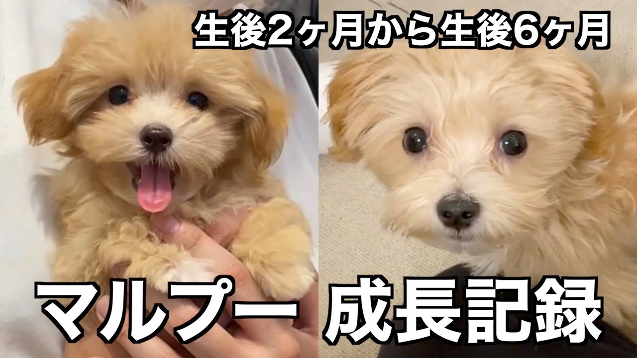 マルプー子犬の成長過程 生後2ヶ月から生後6ヶ月になるまで 成長記録 Youtube マルプー子犬の成長過程 生後2ヶ月から生後6ヶ月になるまで 成長記録 Youtube
