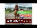 JRA厩務員の再会物語【奇跡の馬ナリッシュ】