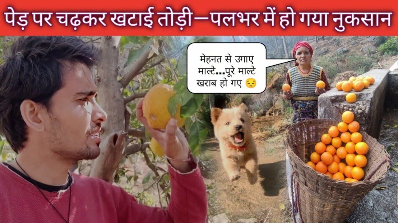 पेड़ पर चढ़कर खटाई 🍊 तोड़ी — पलभर में हो गया नुकसान 😱